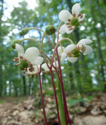 Chimaphila maculata - Striped Wintergreen  - inflorescence