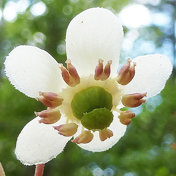 Chimaphila maculata - Striped Wintergreen  - flower front close up