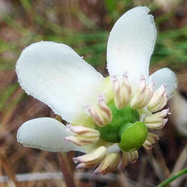Chimaphila maculata - Striped Wintergreen  - flower front close up