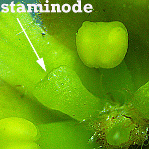 Hamamelis virginiana, American Witch Hazel, Flower, microscope closeup, staminode