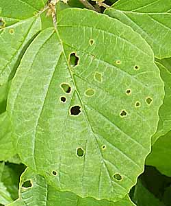 Hamamelis virginiana, American Witch Hazel, Leaves, Asymmetric leaf base