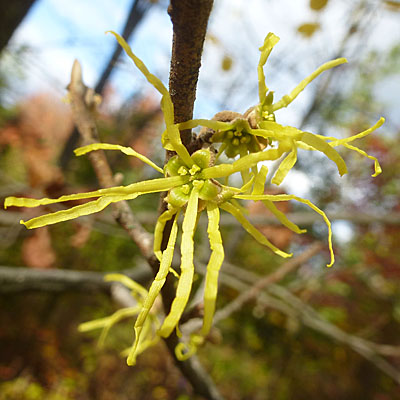 Hamamelis virginiana, American Witch Hazel, Flower cluster