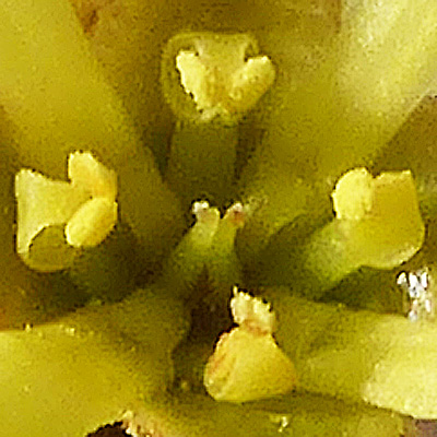 Hamamelis virginiana, American Witch Hazel, Flower, closeup, 4 stamens, pollen sacs, 2 stigma