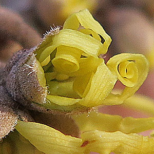Hamamelis virginiana, American Witch Hazel, Flower petals unwinding