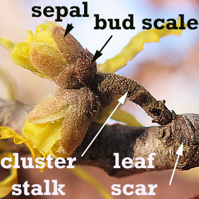 Hamamelis virginiana, American Witch Hazel, Flower buds, bud scale, sepals, cluster stalk, leaf scar