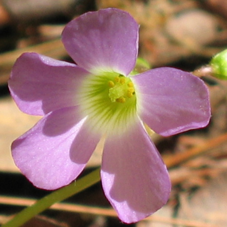 Oxalis violacea - Violet Woodsorrel - Flowers