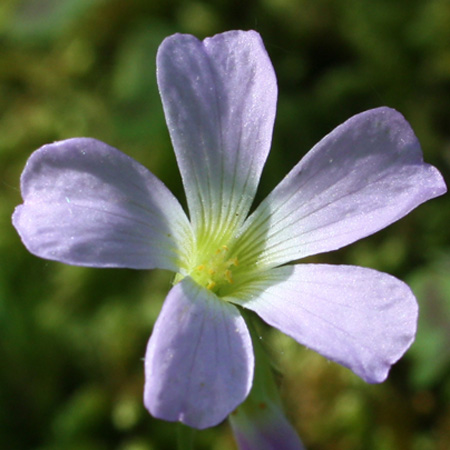 Oxalis violacea - Violet Woodsorrel - Flowers