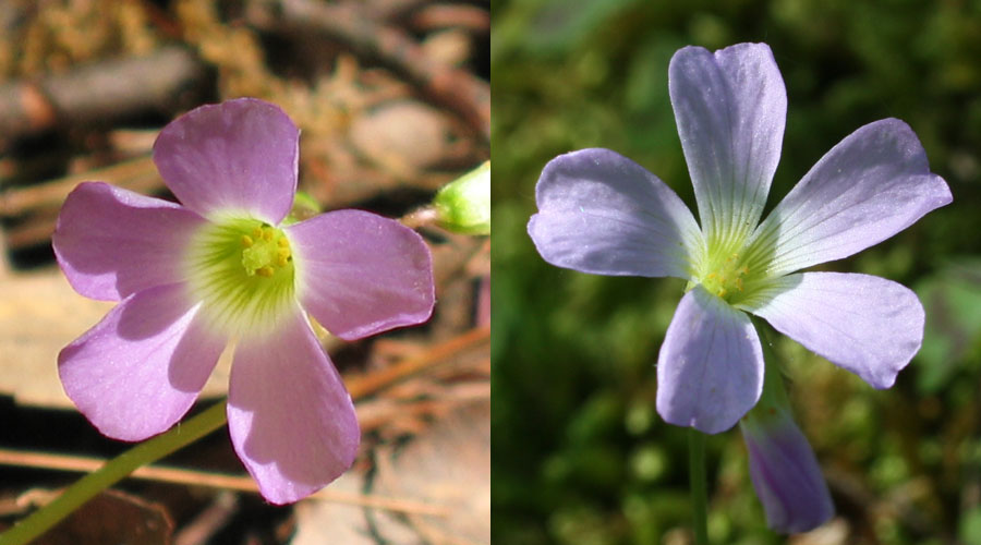 Oxalis Violacea Violet Wood Sorrel Www Awesomenativeplants Info