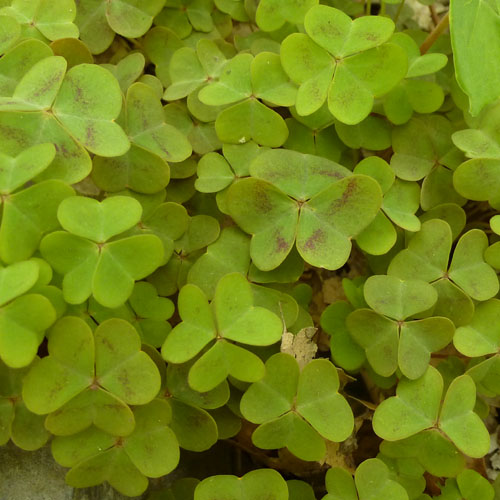 Oxalis violacea - Violet Woodsorrel - Leaves