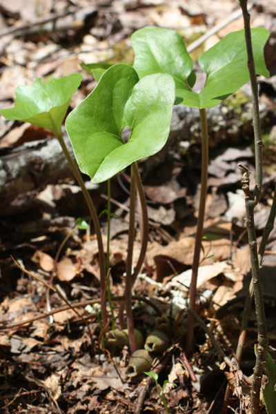 Ginger -  Wild (Little Brown Jug)