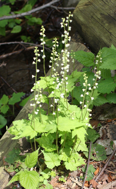 Miterwort (Bishop's Cap)