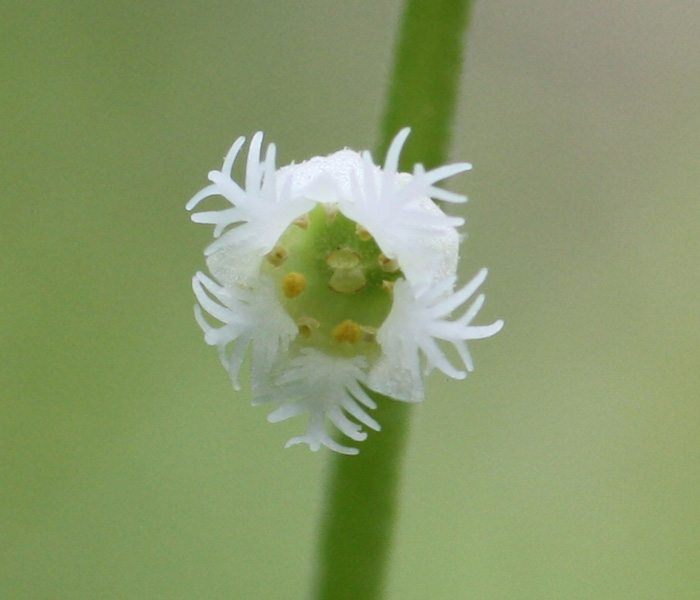Miterwort (Bishop's Cap)