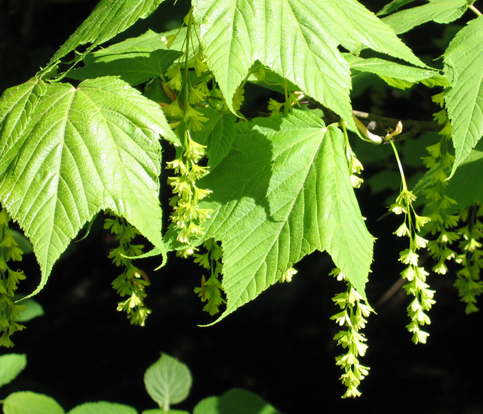 Maple -  Moosewood (Striped)