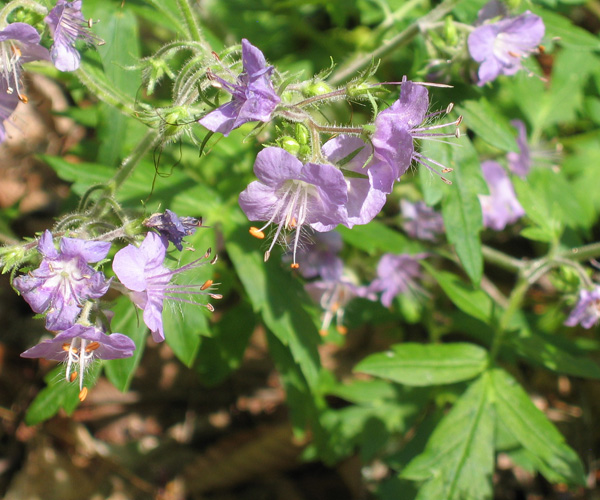 Phacelia -  Purple