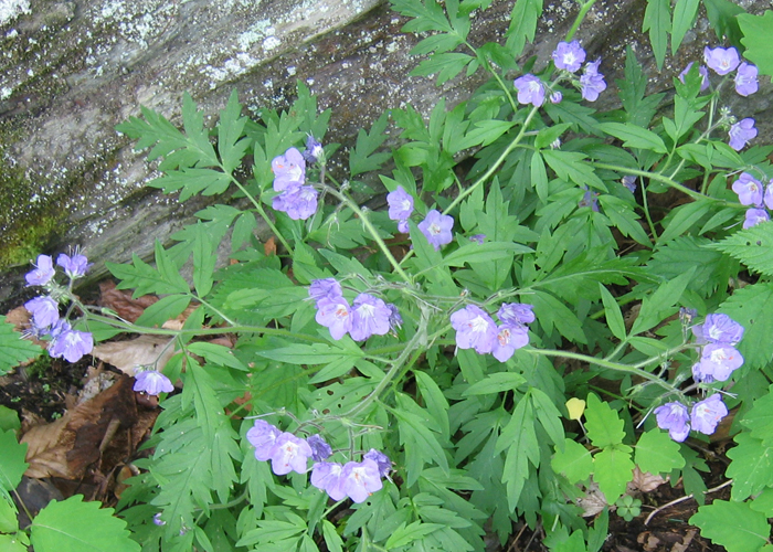 Phacelia -  Purple