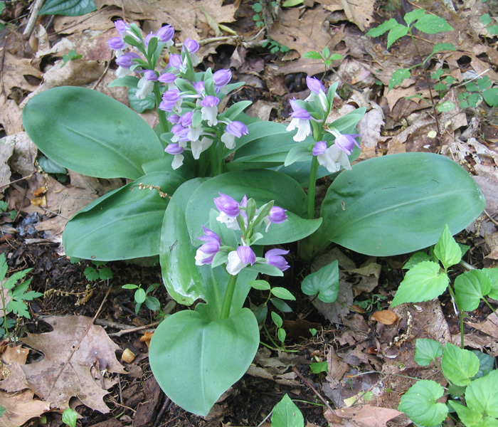 Orchis -  Showy