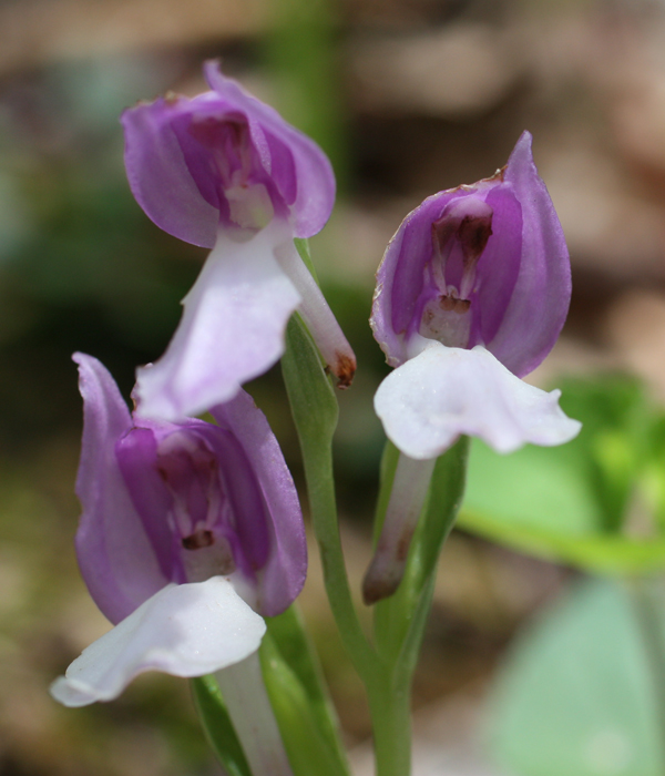 Orchis -  Showy