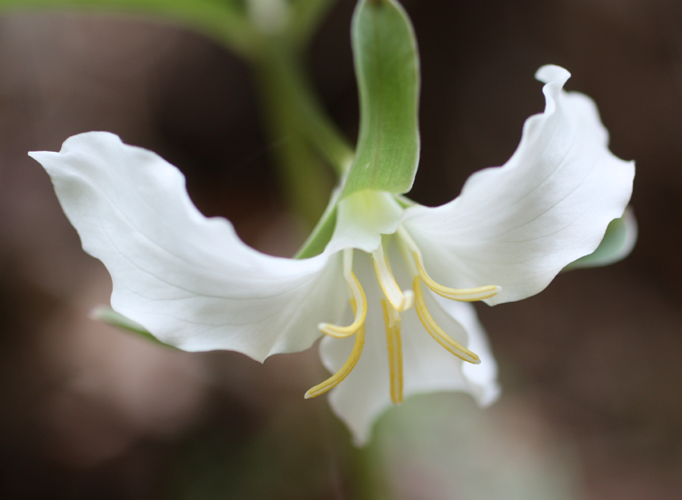 Trillium -  Catesby's 