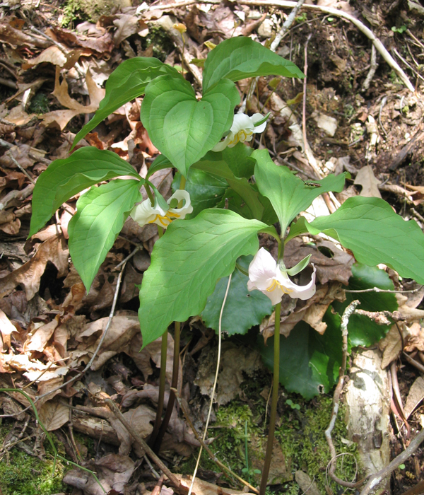 Trillium -  Catesby's 