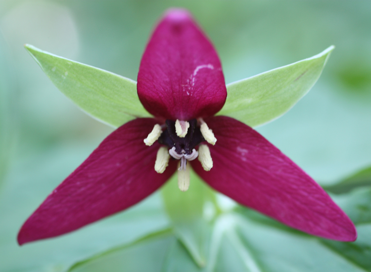 Trillium - Red Erect (Purple Wakerobin)