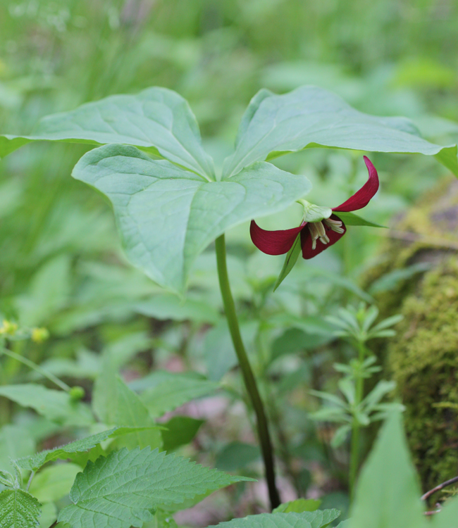 Trillium -  Vasey's