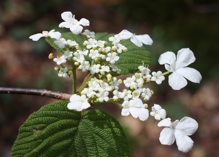 Viburnum - Witch Hobble